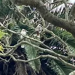 Kookaburra Gardens - 4 Stops From The City, Icc And Harbour