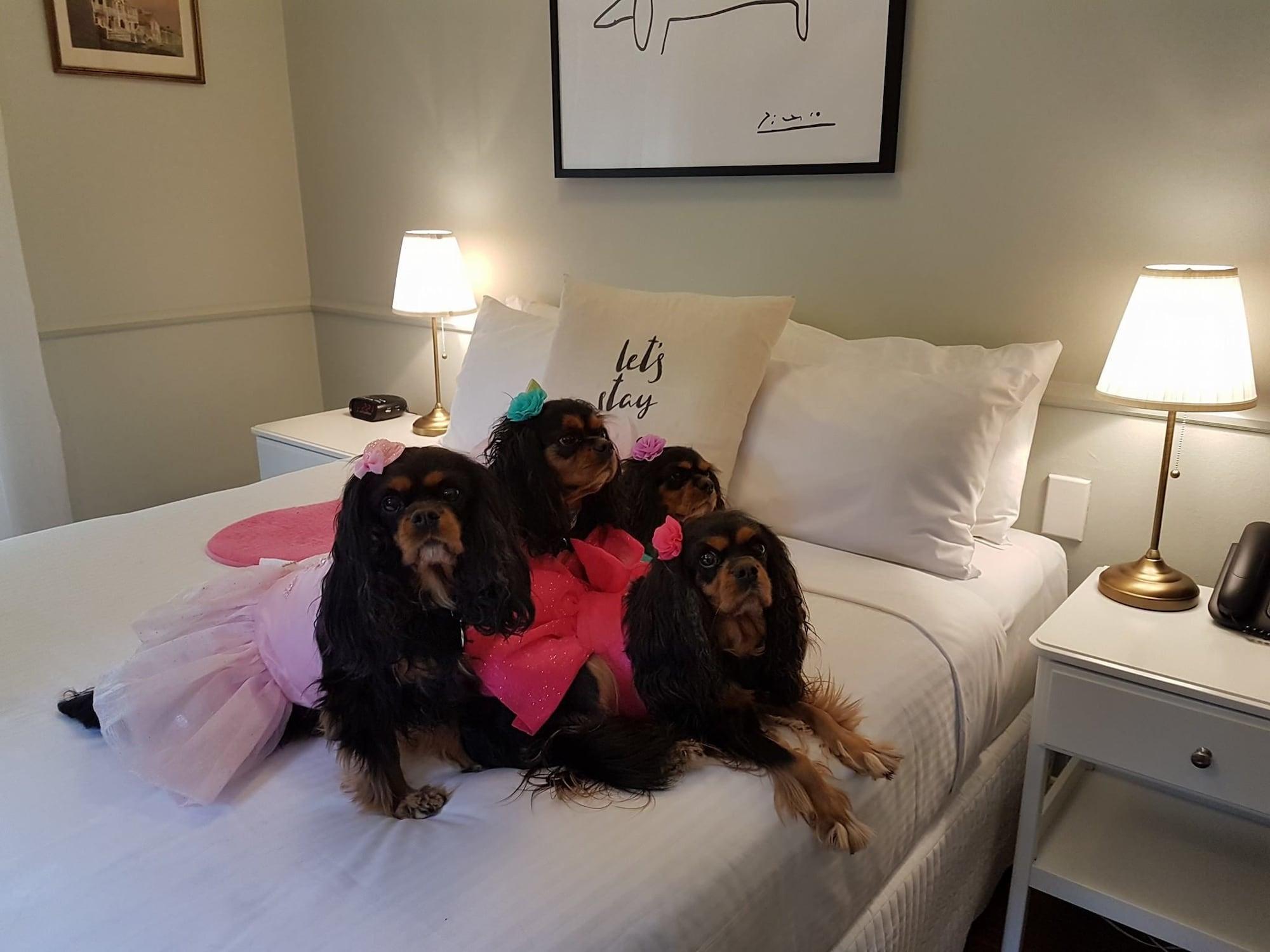 Hotel The Hughenden Boutique