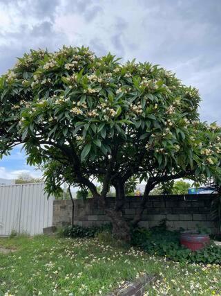 Mascot 5 Mins To Airports 17 Mins To Cbd Homestay