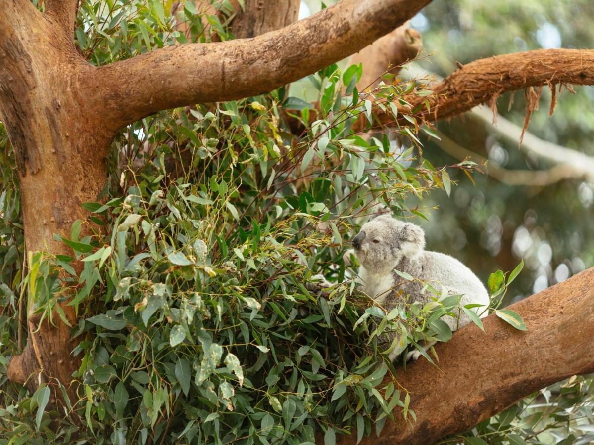 Wildlife Retreat At Taronga