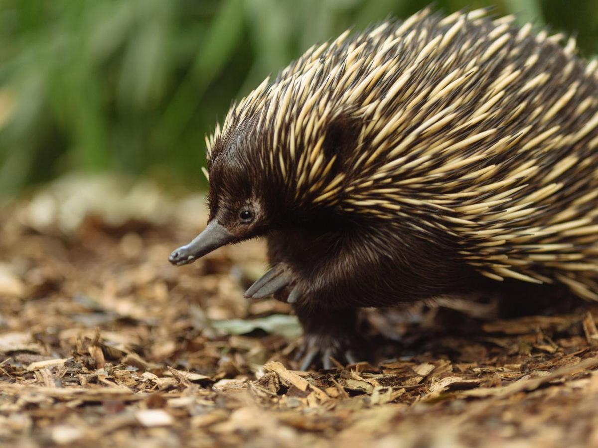 Wildlife Retreat At Taronga Hotel 4*