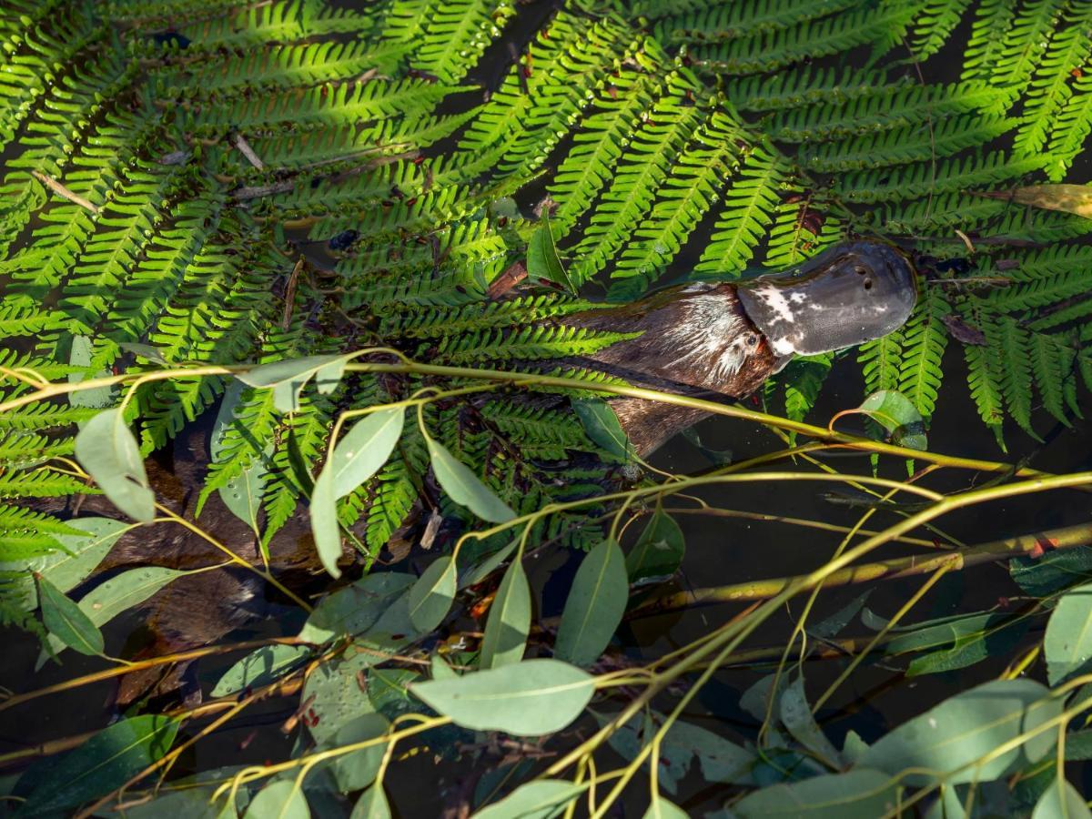 Wildlife Retreat At Taronga Hotel Sydney