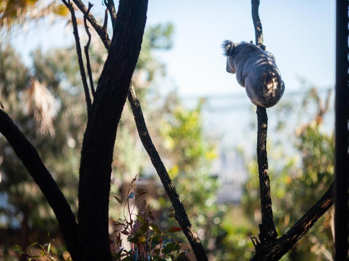 Wildlife Retreat At Taronga