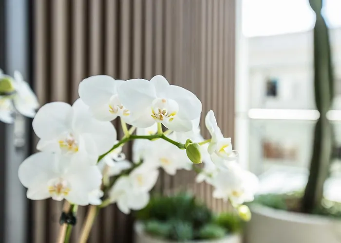 Surfside Suite Isyd